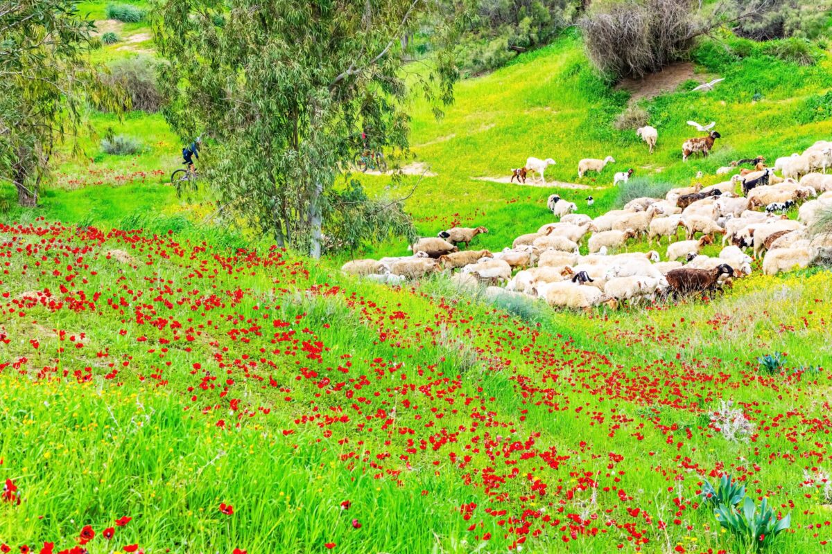 Flocks in Israel